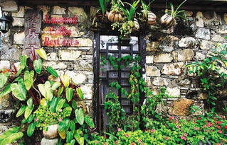 北方风沙大， 阳台适合种什么花