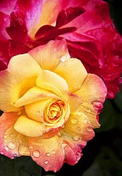 黄玫瑰：温暖友谊，美丽之花