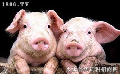 猪场如何实现从水源到管理的高效节水升级？