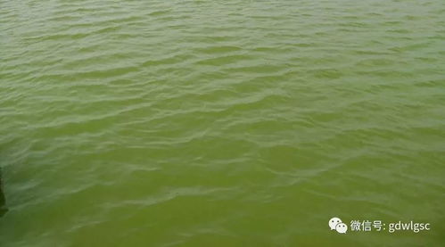 云南大理豆粕价格和水库草鱼理鱼塘坎价各是多少一斤？