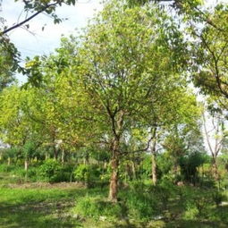 桂花树，园艺爱好者的选择