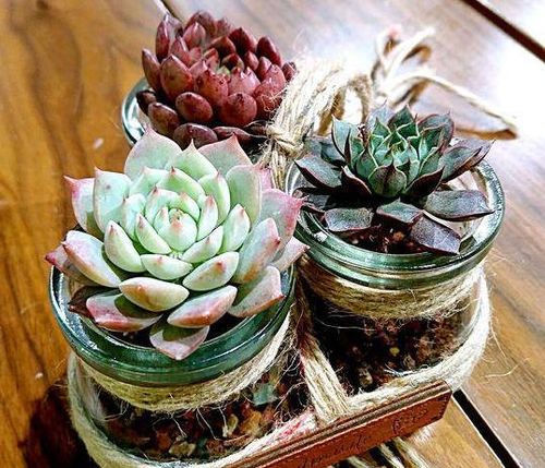肉肉植物水多了怎么办？如何避免烂根