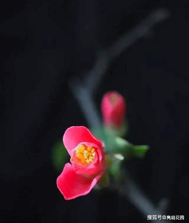 牡丹花谢后如何进行修剪与养护？