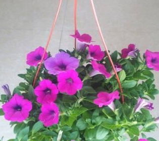 第三种花：菊花