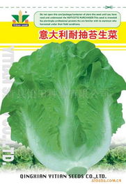 生菜种子的小脾气