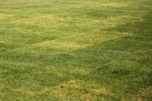 原因二：养护不当