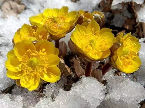 冰凌花花期短，喜冷凉湿润环境