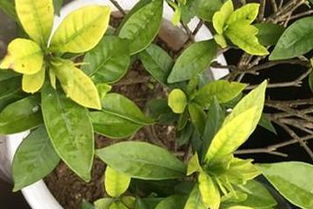 五种救治方法，让栀子花叶子恢复生机