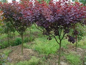 地理环境对种植收益的影响