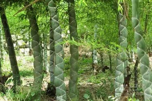 龟甲竹的价格之谜