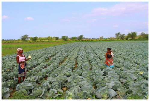 非洲刚果金的雨季不适合种植的蔬菜