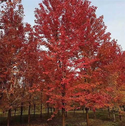 买红枫树苗，你需要注意什么？