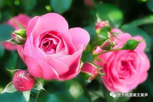 水养玫瑰花的保鲜小秘籍