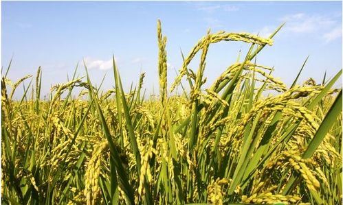 水稻水直播Ke以用丁草胺吗