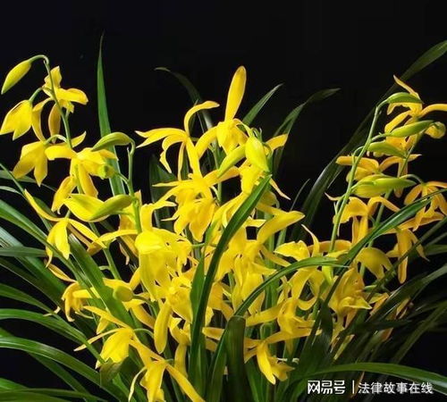 白山茶的花语和美好寓意究竟有哪些
