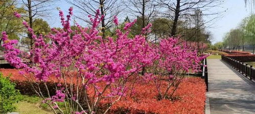 喷雪花花期调控技巧大盘点