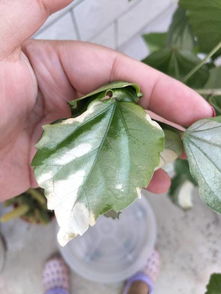 桑叶牡丹不开花怎么办？