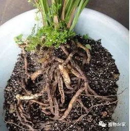 浇水过多为什么烂根？