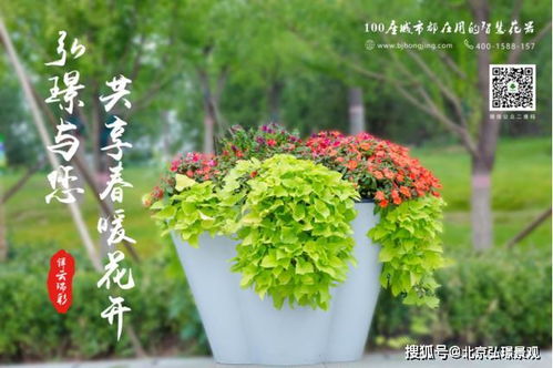 探索红枣的花卉寓意：揭秘其文化与象征意义