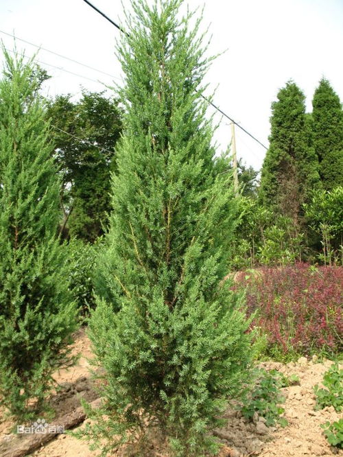 寻找那抹绿意：圆柏树的价格之谜