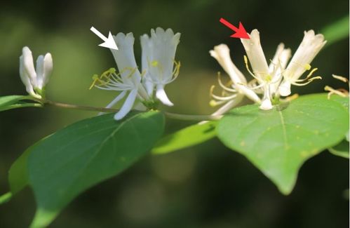 含笑花语传递幸福，这笑容绽放的花卉