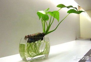 滴水观音， 净化空气小Neng手