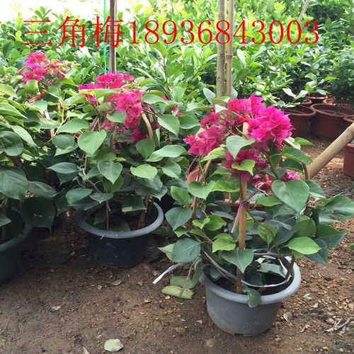 藤本月季的外观特点