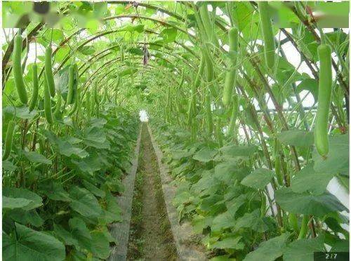 蔬菜农药残留的秘密