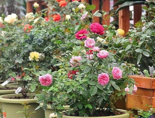 花苞稀疏怎么办