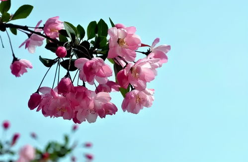 佛肚海棠养护技巧：轻松打理，绽放美丽花朵