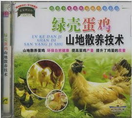 下营乡绿壳蛋鸡，一种稀有蛋鸡品种