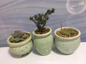 紫砂盆透气保水，园艺种植首选