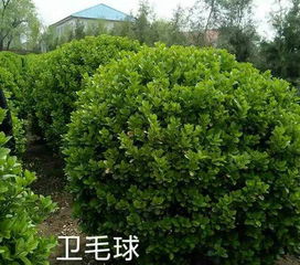 福建庭院种花树的蕞佳选择