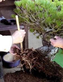 第一步：找到那个宝贝树桩