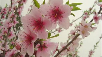 花种新生命，延续绿意香韵