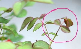 月季如何分辨品种？花色、叶形、枝条特征是关键