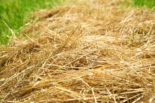 秋季播种， 准备过冬