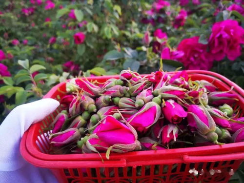 四季玫瑰一年四季都开花吗？它的开花周期是怎样的