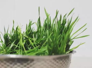 青团是用什么植物做的？还有哪些植物可以做青团