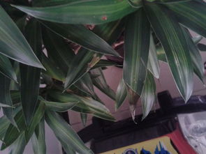 松叶变黄，原来是这么多原因在作祟啊！