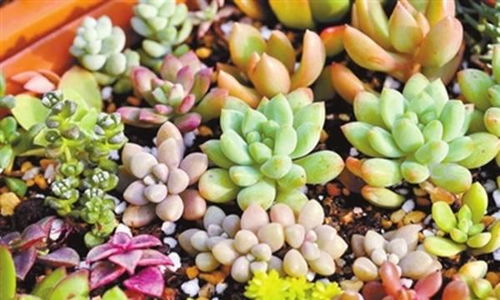 浇水时机与频率