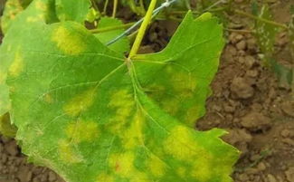 代森锰锌和精甲咯菌腈、咪鲜胺三种农药能同时混合使用吗？