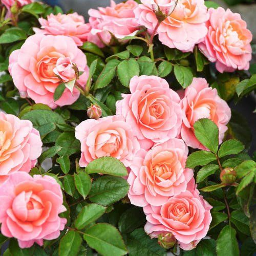 芳香王阳台月季的种植心得