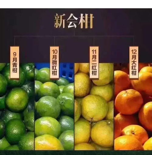 陈皮和桔子皮一样吗？陈皮是用哪种桔子做的