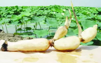 吕博士种莲藕的分享