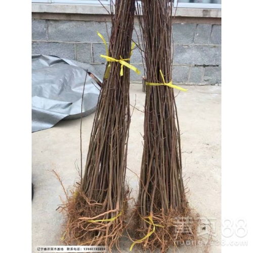 丁子种子价格揭秘：一斤多少钱， 新手选购指南