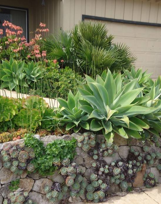 西向种植耐夕晒品种