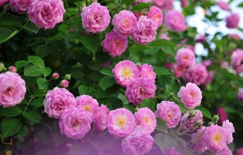 蔷薇花移栽，春季才是王道！