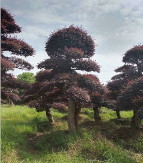 修剪的黄金时期