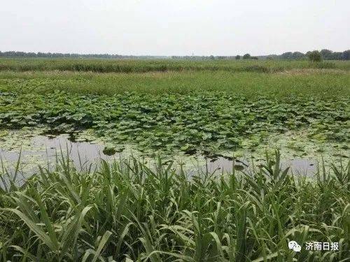 上个月在湖北见着个狠人张姐